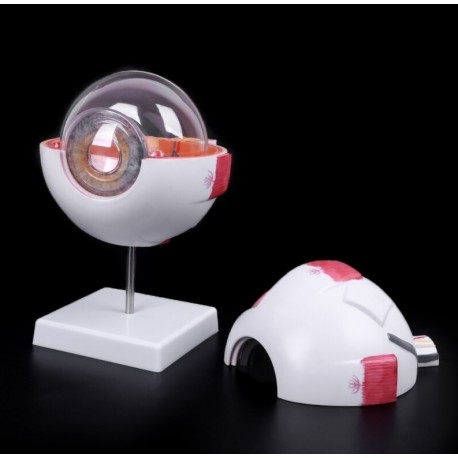 Modelos anatomico de ojo