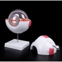 Modelos anatomico de ojo