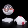Modelos anatomico de ojo