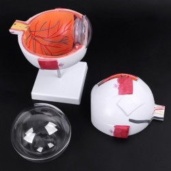 Modelos anatomico de ojo