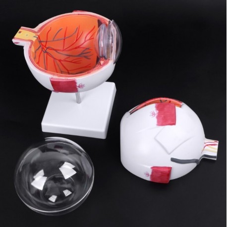 Modelos anatomico de ojo