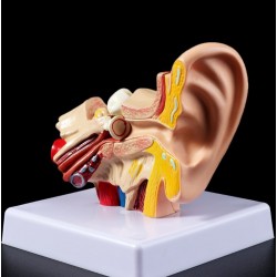 Modelo Anatómico de oido