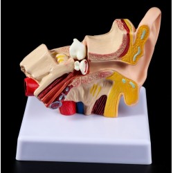 Modelo Anatómico de oido