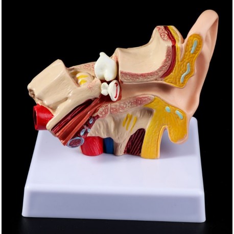 Modelo Anatómico de oido