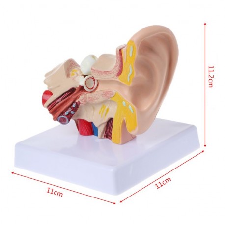 Modelo Anatómico de oido